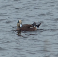 American Wigeon